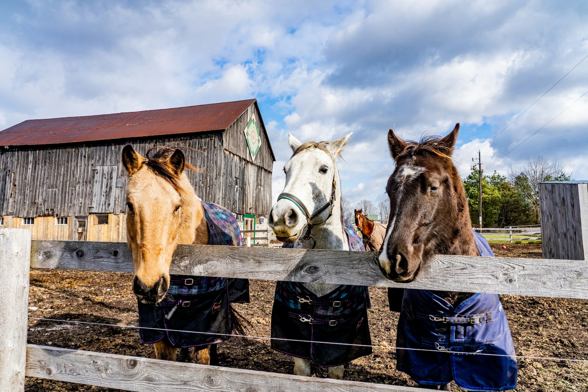 Three horses in a paddock
