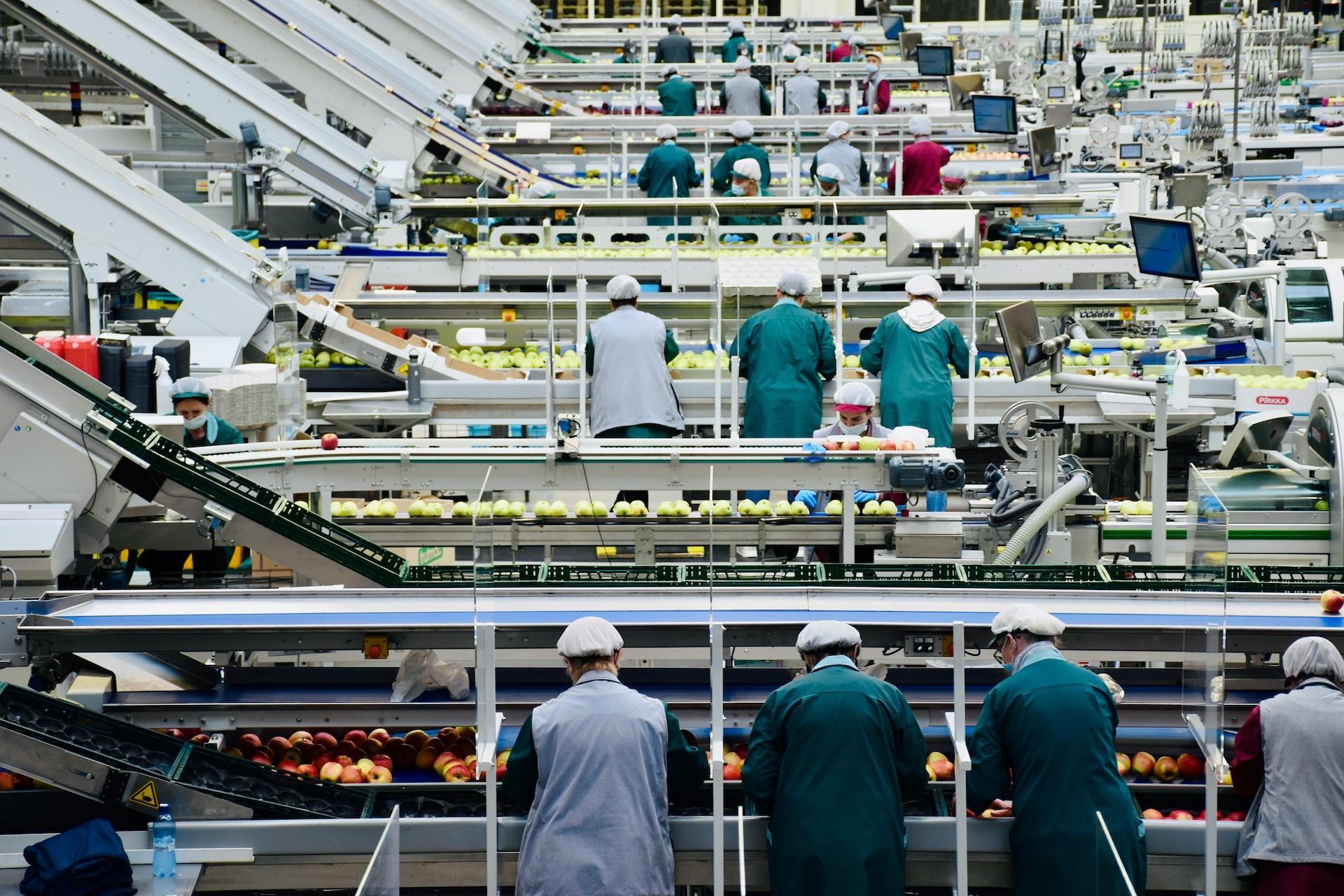 Food processing company sorting apples