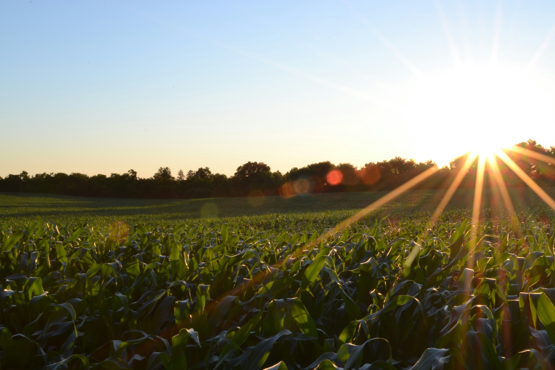 Field during sunrise